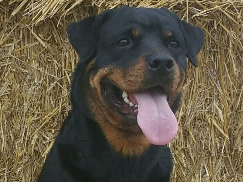 security dogs borders k9 support