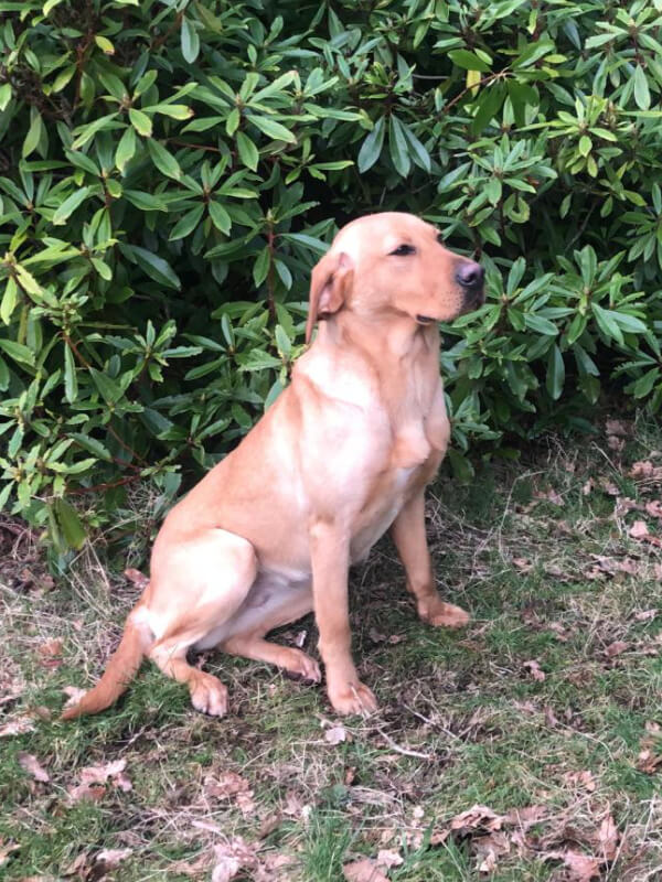 breeding programme labrador borders k9 support