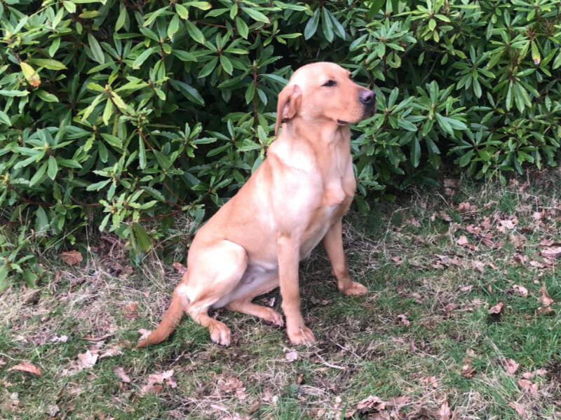 breeding programme labradors borders k9 support