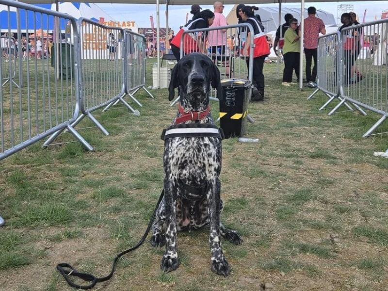 drugs detection dogs borders k9 support