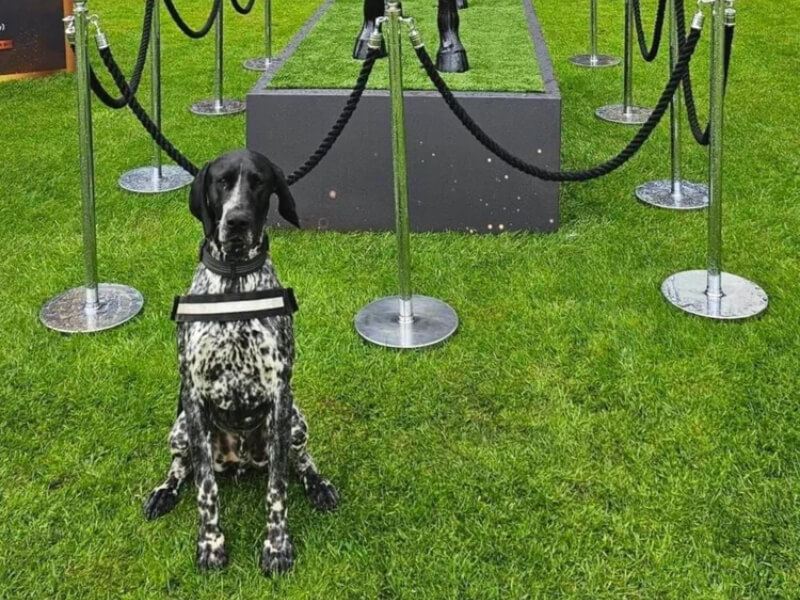 festival events borders k9 support