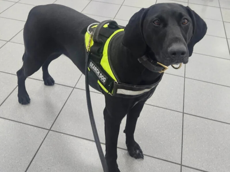 tobacco detection dogs borders k9 support